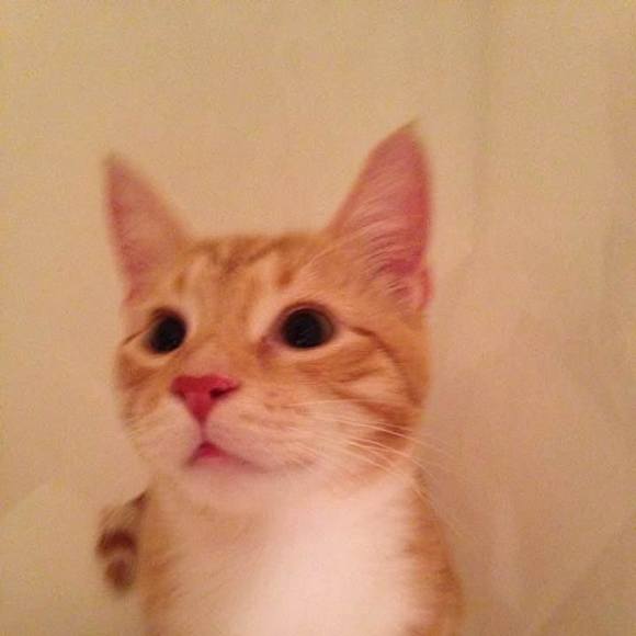 Meet your Posher, Janet - Picture 1 of 1